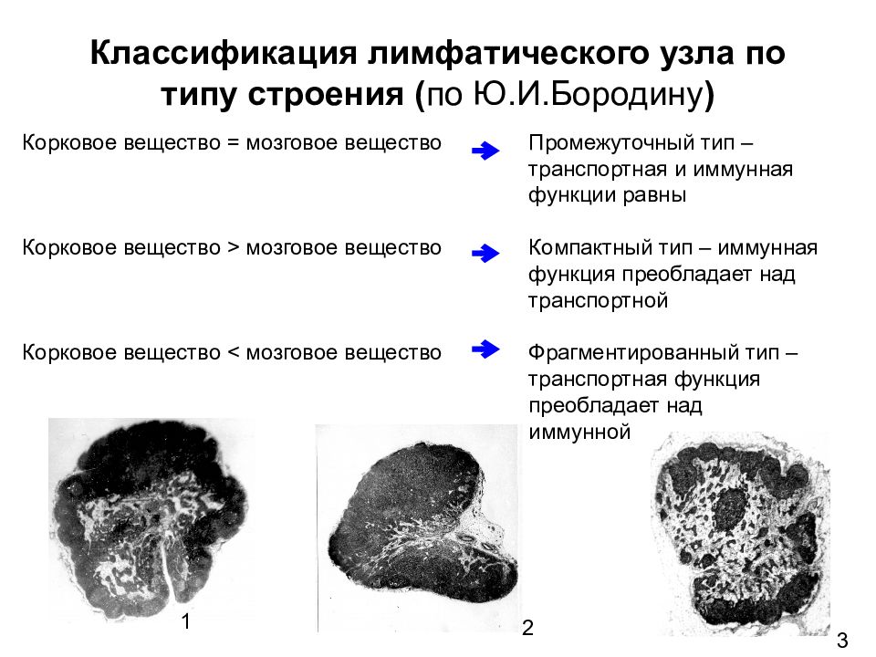 Классификация узлов. Классификация лимфатических узлов. Схема классификации лимфатических узлов. Классификация, строение лимфатических узлов.. Лимфатическую узел , классификация и строение анатомия.