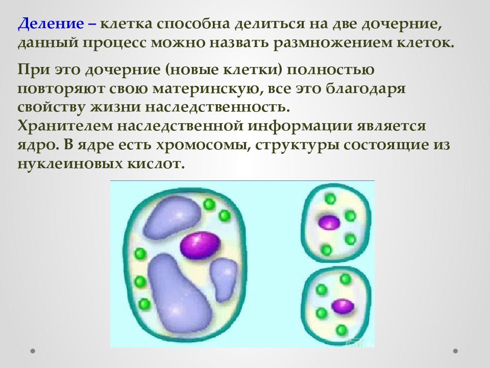 Не способны делиться