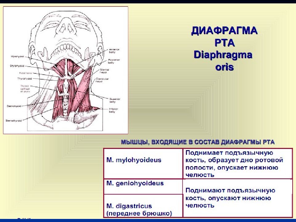 Презентация органы головы и шеи