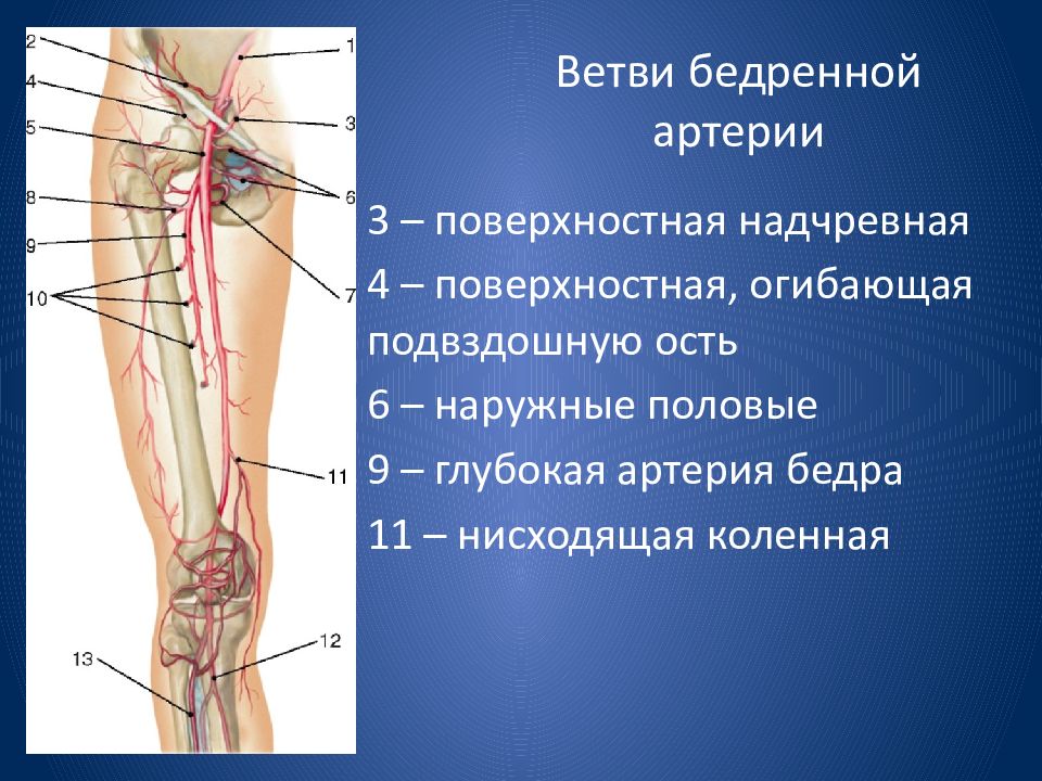 Поверхностные ветви бедренной артерии. Поверхностная артерия бедра. Поверхностная надчревная артерия.