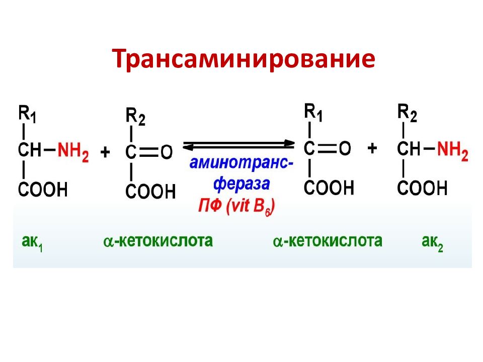 Перенос аминокислот. Процесс трансаминирование аминокислот. Схема трансаминирования аминокислот. Схема переаминирования аминокислот. Реакция переаминирования аминокислот.