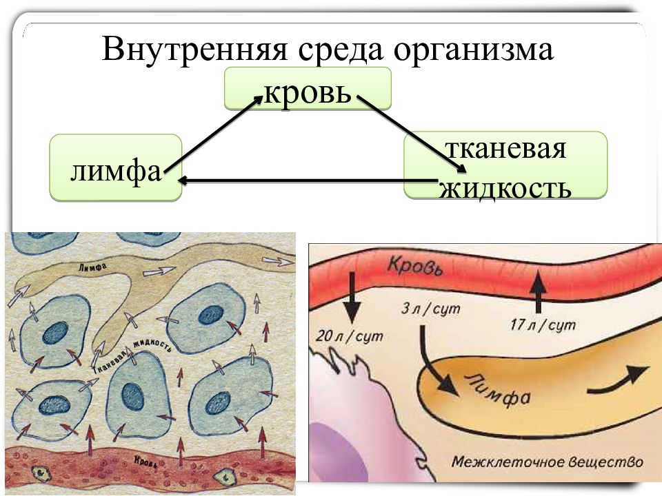 Внутренняя среда организма