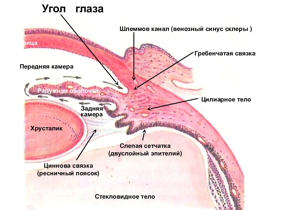 Угол глаза схема гистология