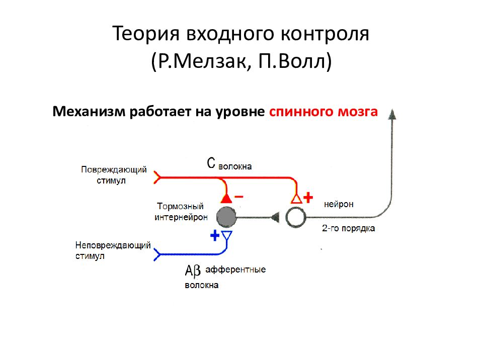 Физиология боли физиология презентация