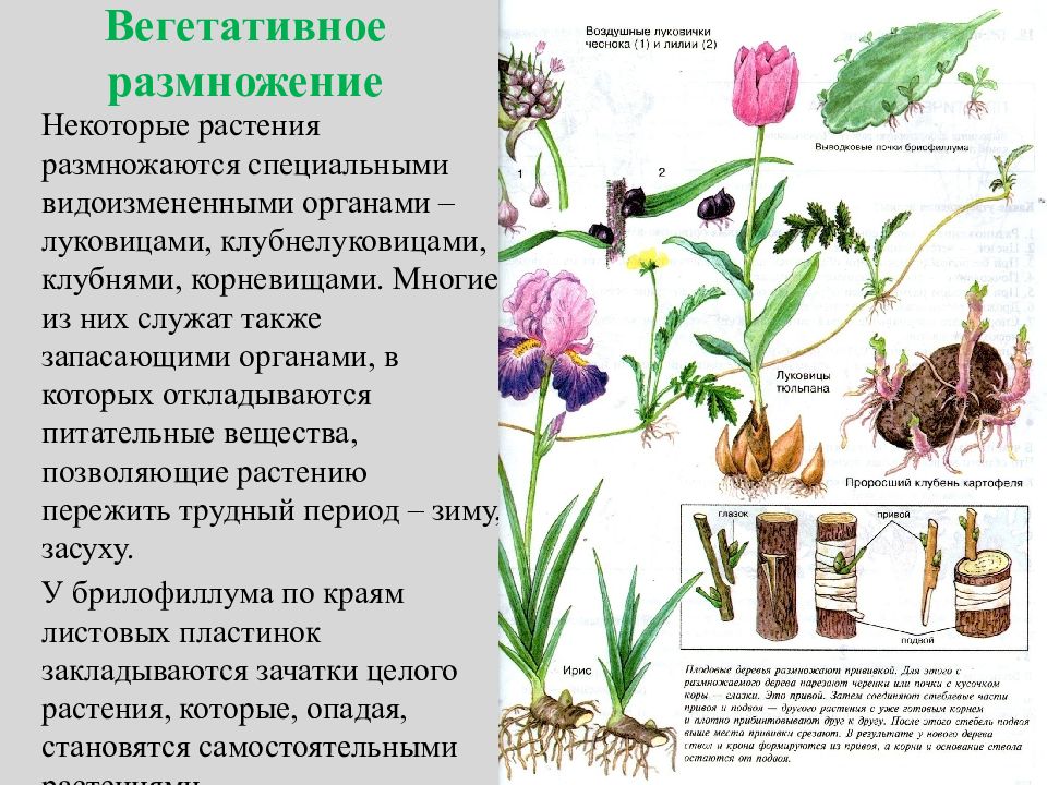 Вегетативное размножение растений тест 6 класс биология. Вегетативное размножение растений. Цветы размножающиеся корневищами. Размножение видоизмененными органами растений. Вегетативное размножение корневищами.