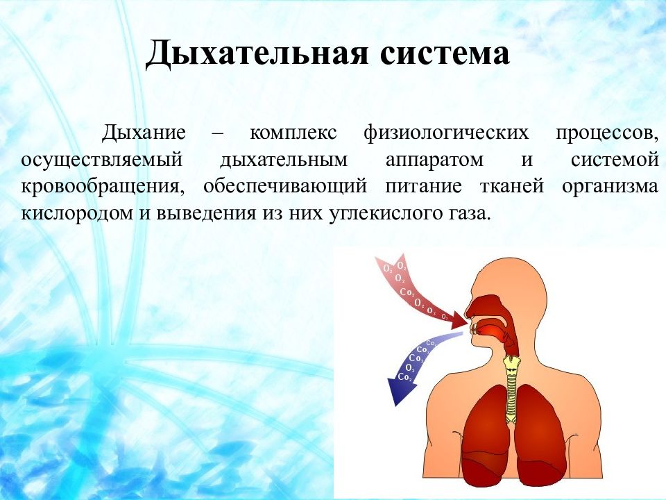 Дыхание и кровообращение вопросы. Дыхательная система. Система дыхания. Дыхательная система картинки. Дыхательная система органов дыхания.