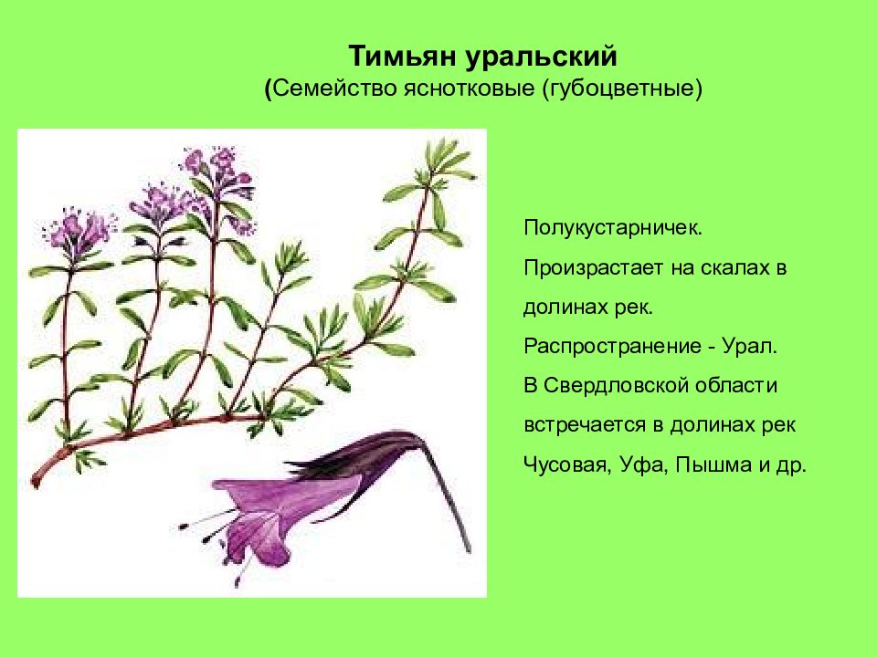 Проект о животных и растениях свердловской области