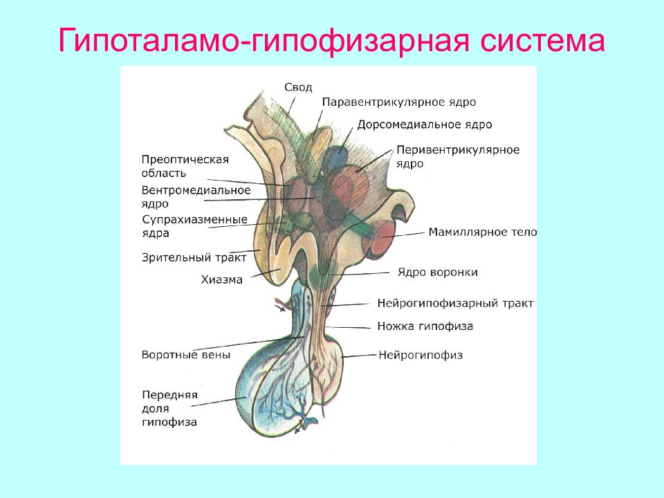 Гипоталамо гипофизарная система картинки