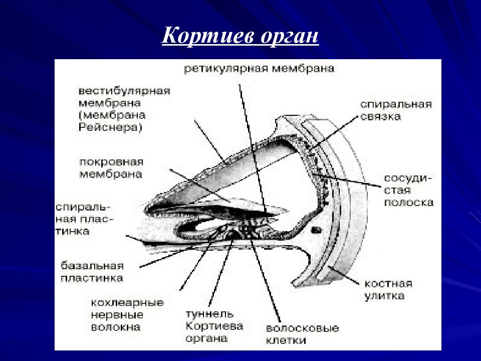 Кортиев орган. Спиральная мембрана Кортиев орган. Кортиев канал. Мембрана Рейсснера. Вестибулярная мембрана Кортиева органа.