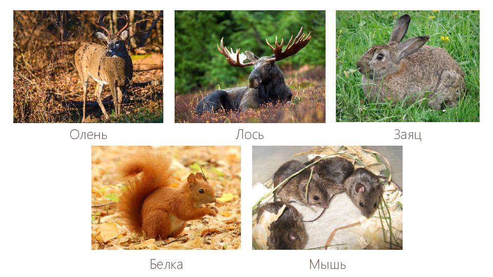 мышь заяц белка. кот заяц и мышь. мышь заяц белка. мышь заяц белка. карточки для детей медвежонок.