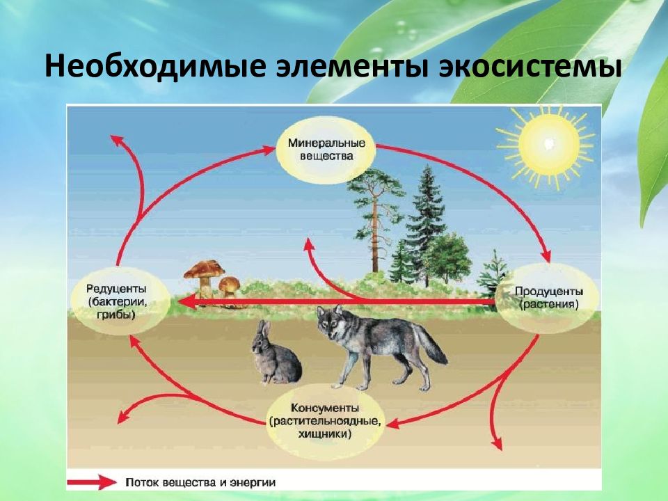 Структурные компоненты экосистемы схема