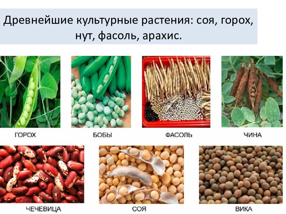 Тип питания гороха. Зернобобовые растения. Зерновые и зернобобовые культуры. Разновидности бобовых культур. Зерновые бобовые культуры.