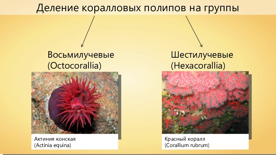 Коралловые полипы ведут прикрепленный образ жизни. Восьмилучевые коралловые полипы. Восьмилучевые и шестилучевые коралловые полипы. Восьмилучевые коралловые полипы представители. Восьмилучевые коралловые полипы строение.