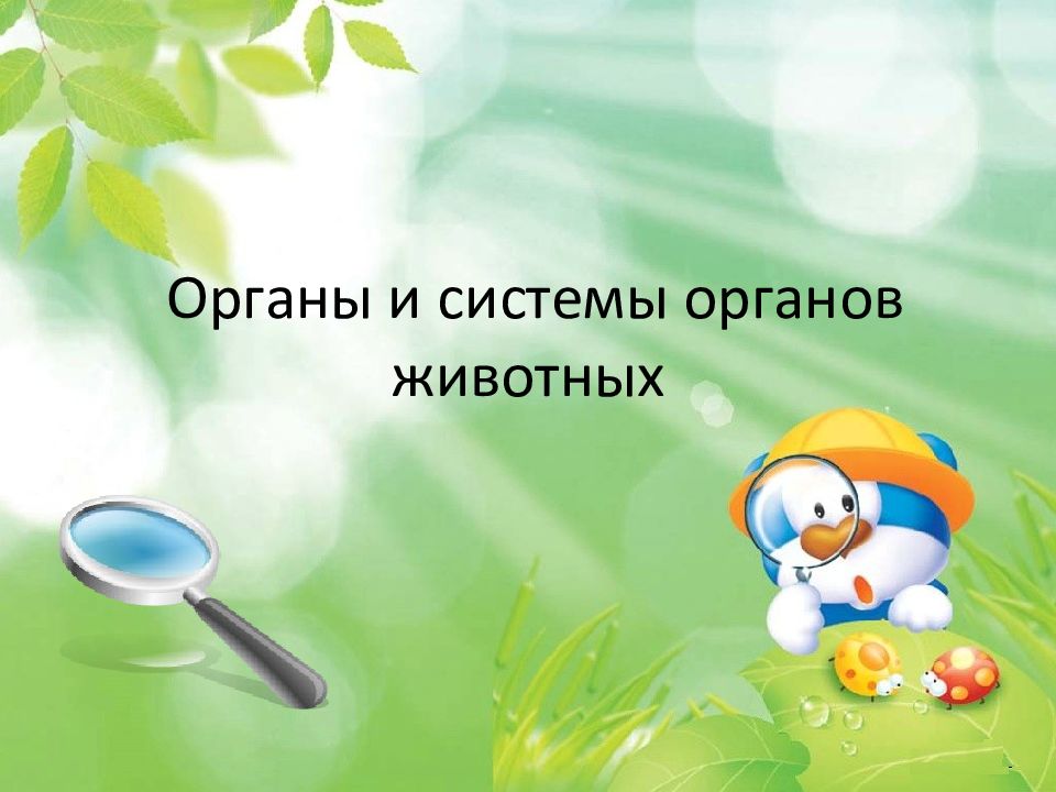 Органы и системы органов животных