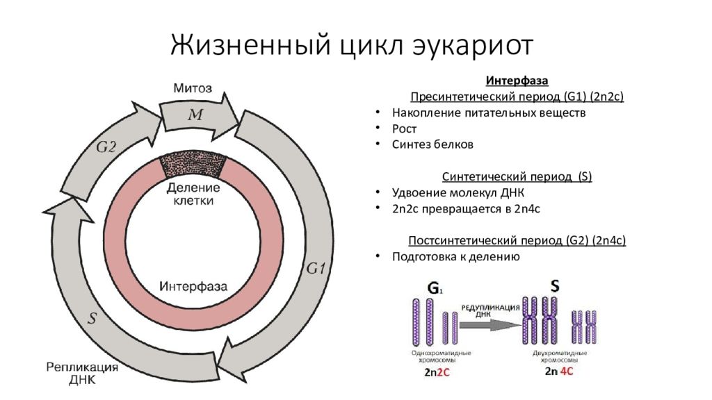 Жизненный цикл соматической клетки. Интерфаза делится на три периода. Жизненный цикл клетки пресинтетический период. Жизненный цикл клетки митоз схема. G1 период интерфазы.