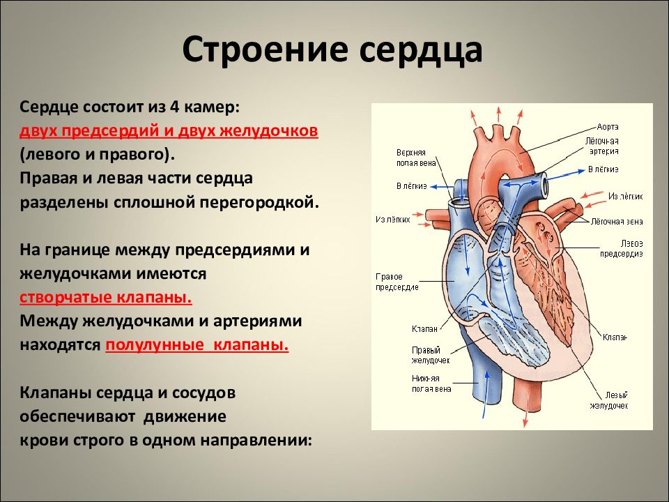 Презентация на тему строение сердца работа сердца