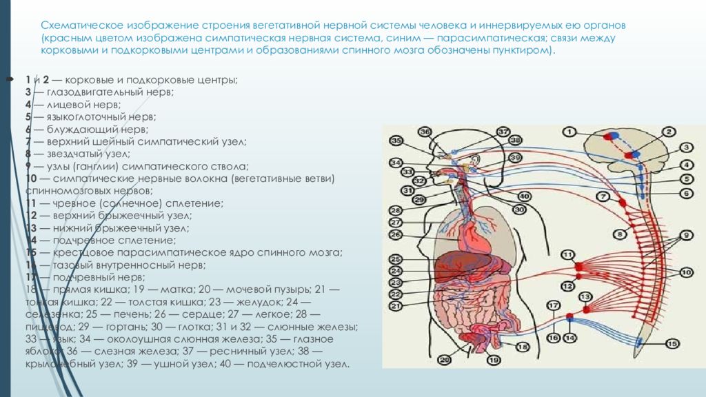 Симпатические нервы как влияют на деятельность органов. Симпатическая иннервация органов головы. Вегетативная нервная система сплетения строение. Схема строения вегетативной нервной системы. Строение симпатической части вегетативной нервной системы.