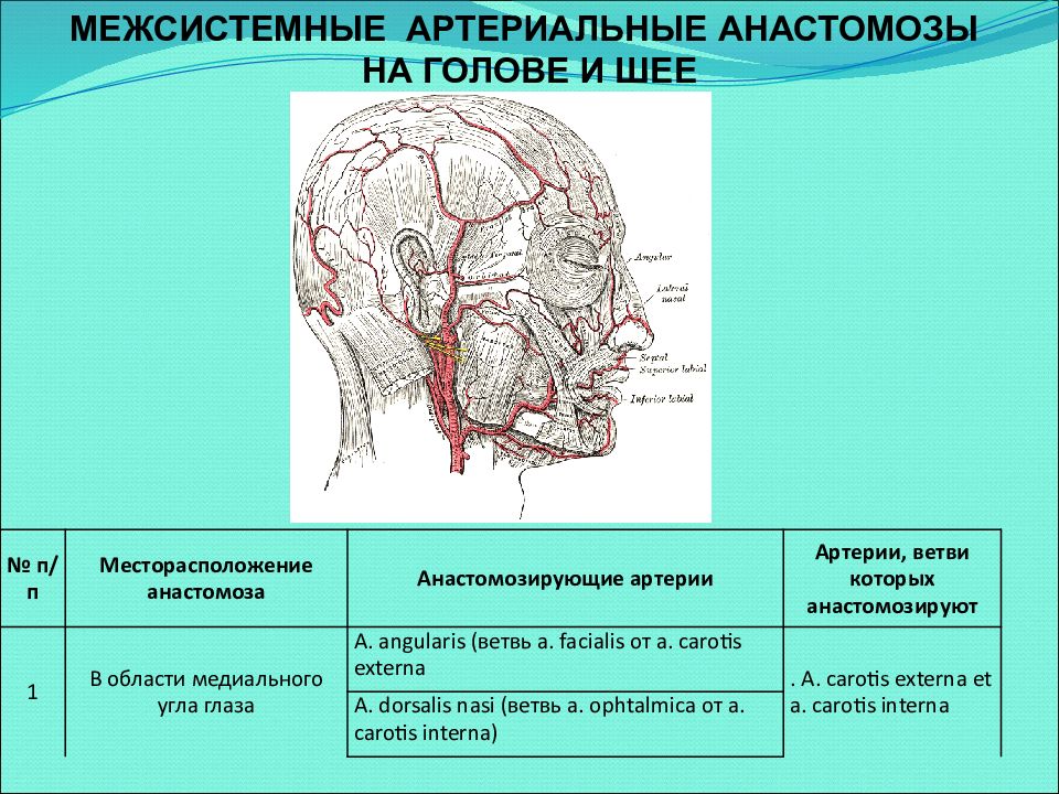 Презентация сосуды головы и шеи