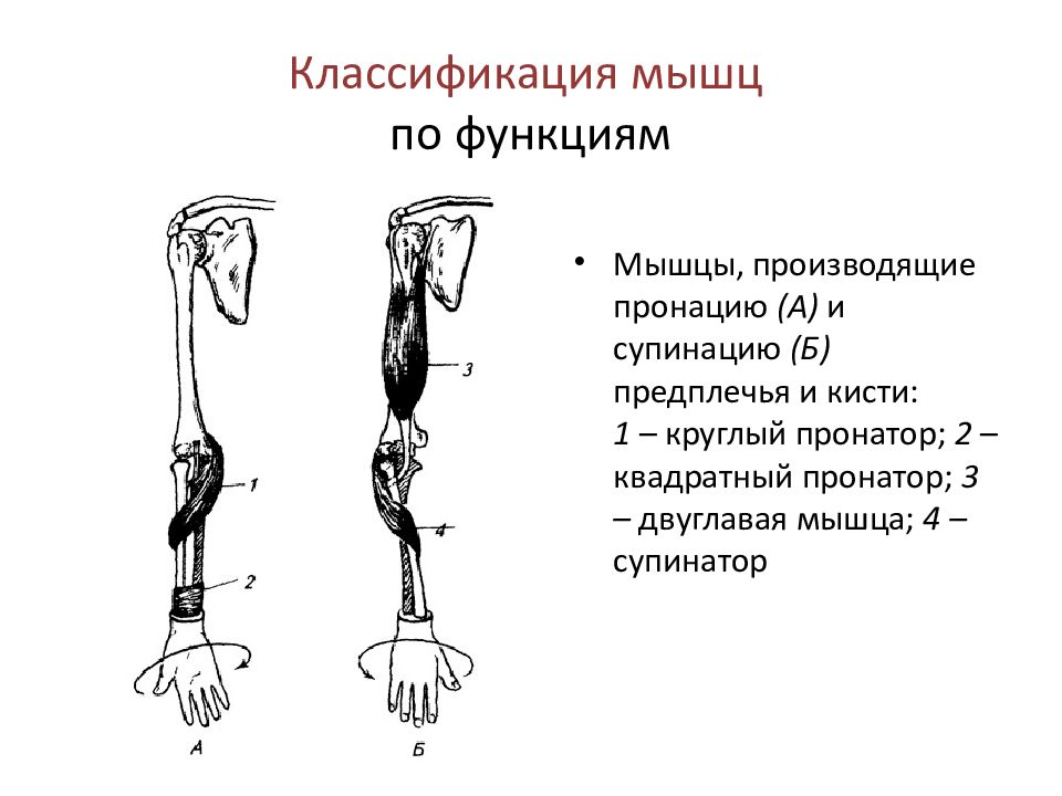 Предплечье конечности. Мышцы пронаторы и супинаторы. Пронатор и супинатор предплечья. Супинатор и пронатор в анатомии. Мышцы пронаторы кисти.