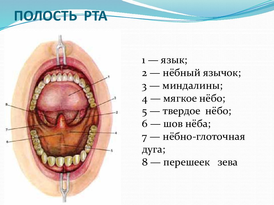 Небо мягкое и твердое схема