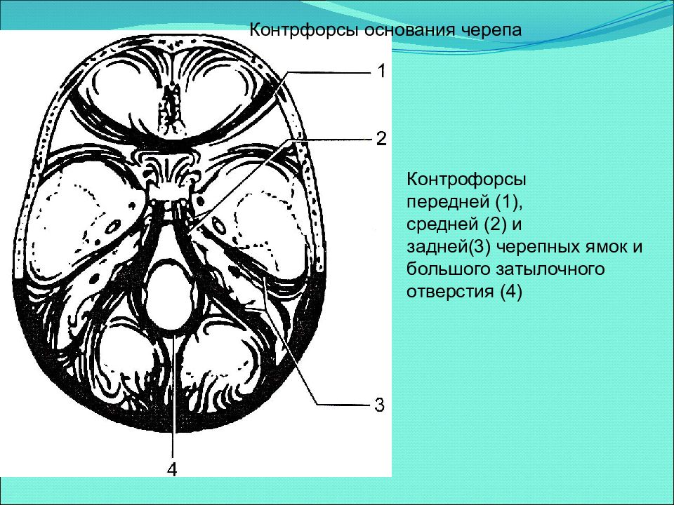Развитие черепа. Отверстия средней черепной ямки. Основание черепа Черепные ямки. Передняя средняя и задняя Черепные ямки.
