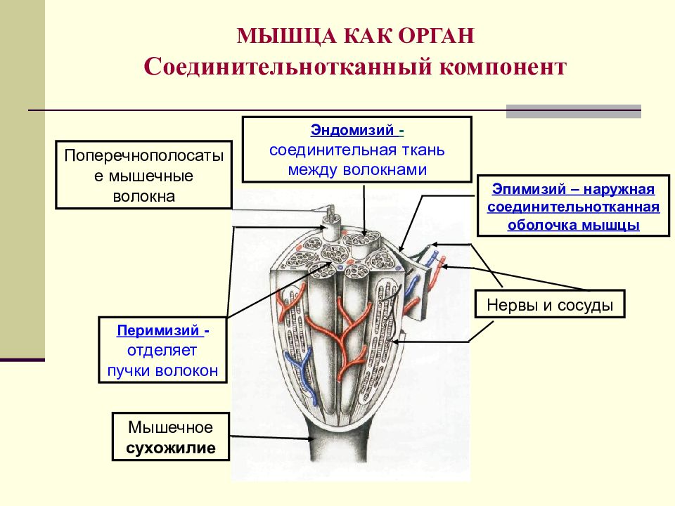 Соединительная оболочка. Мышца как орган. Соединительнотканные компоненты мышцы как органа. Ворота мышцы. Соединительная оболочка мышцы.