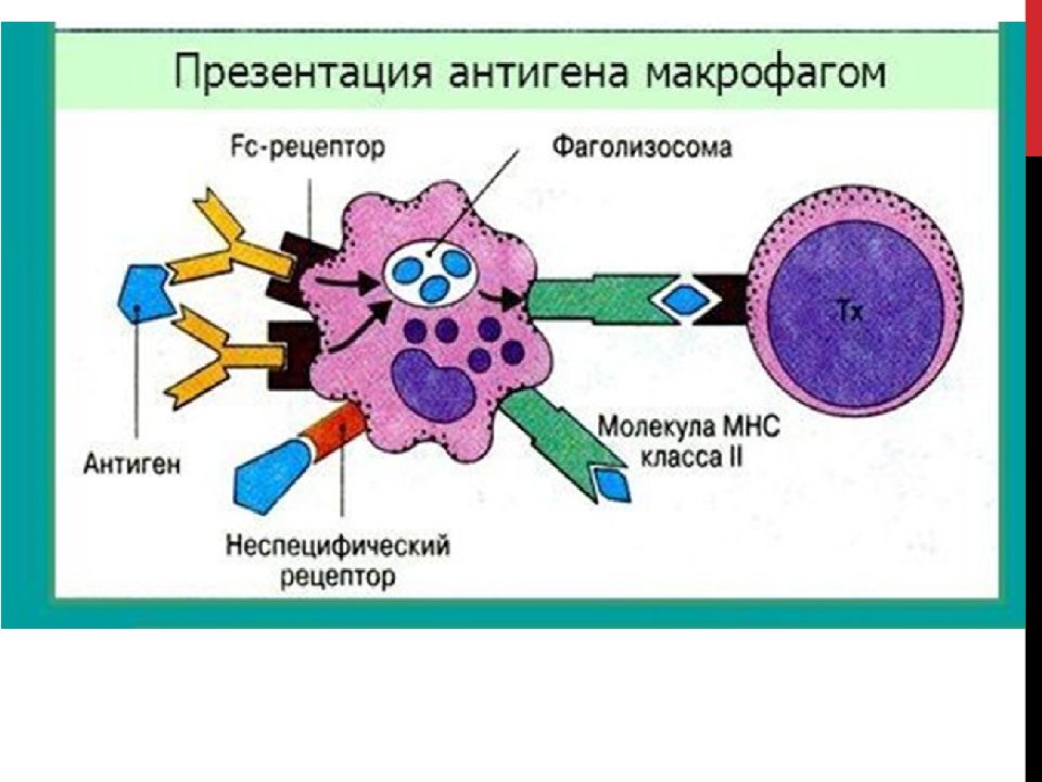 Клетками макрофагами являются. Макрофаги и дендритные клетки. Макрофаги структура. Макрофаги это клетки. Презентация антигена макрофагами.
