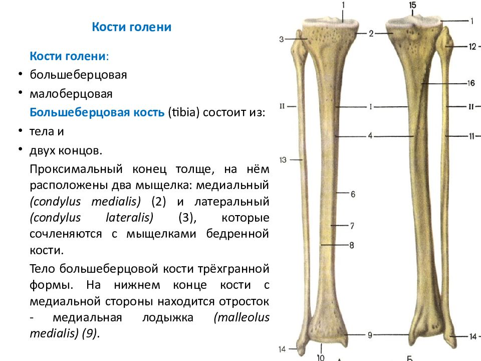 Кости голени соединения. Дистальный эпифиз большеберцовой кости. Большеберцовая кость и малоберцовая кость. Кости голени анатомия строение. Анатомия большеберцовой кости.