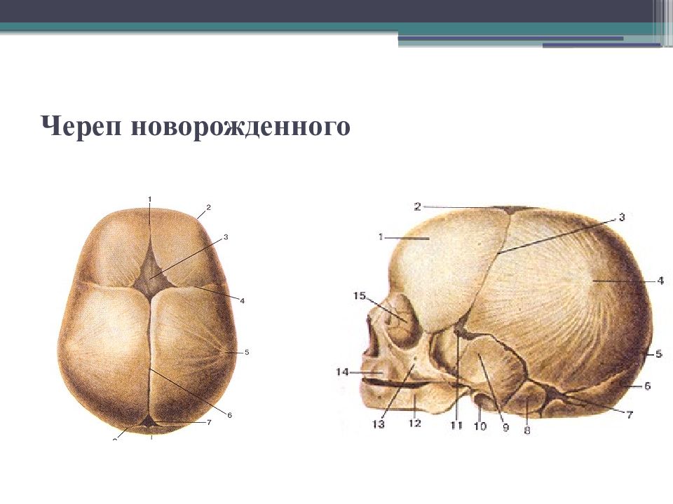 Череп младенца