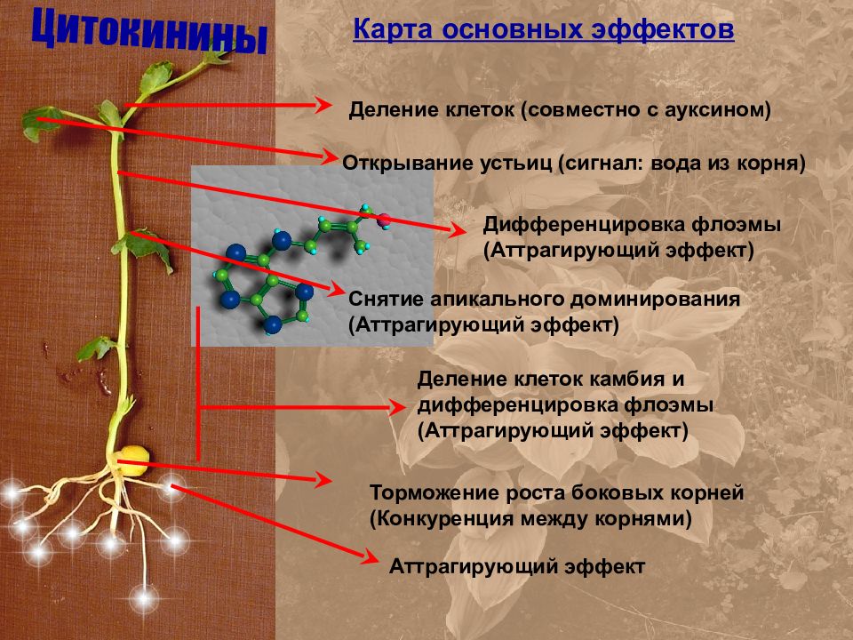 Влияние фитогормонов на рост. Ауксины и цитокинины. Ауксины и цитокинины в развитии растений. Гормональная регуляция растений. Фитогормон ауксин.