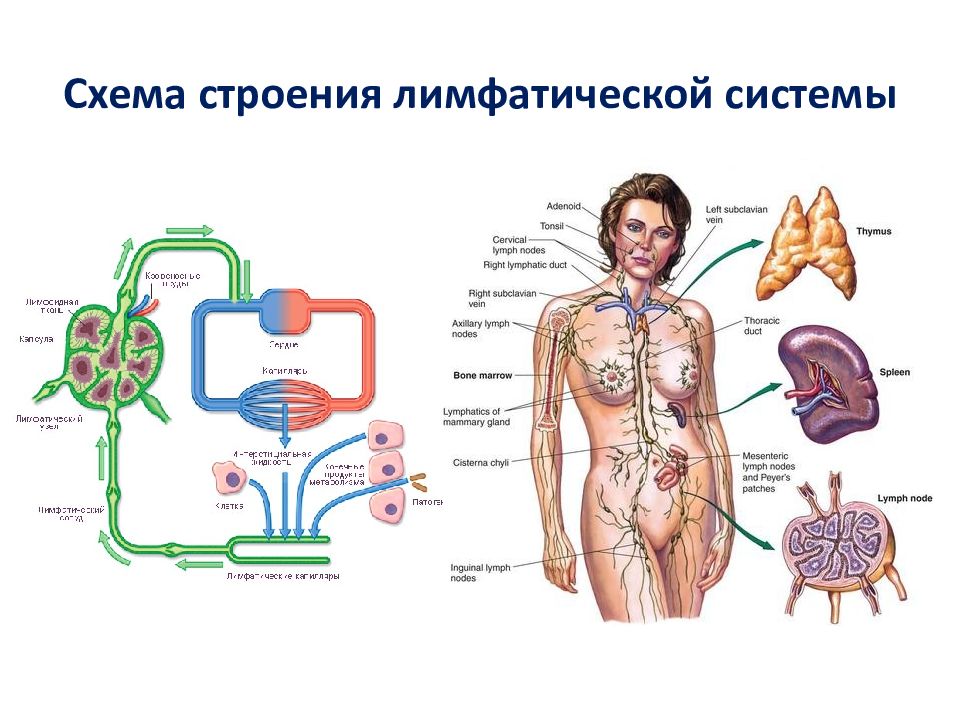 Строение лимфатической системы человека схема