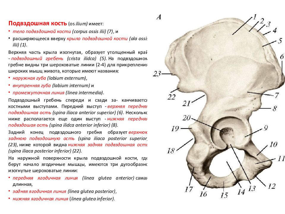 Задняя подвздошная кость. Подвздошный гребень тазовой кости. Подвздошная кость анатомия человека. Подвздошная кость слева. Подвздошная кость ость.