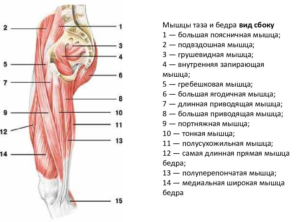 Мышцы внутренние бедра у женщин