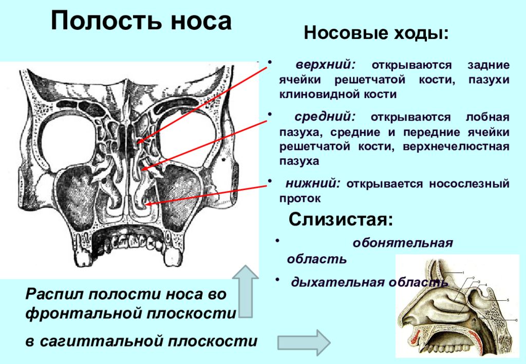 Полость носа имеет