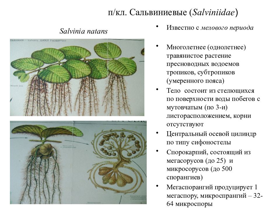 Сальвиния плавающая жизненный цикл схема