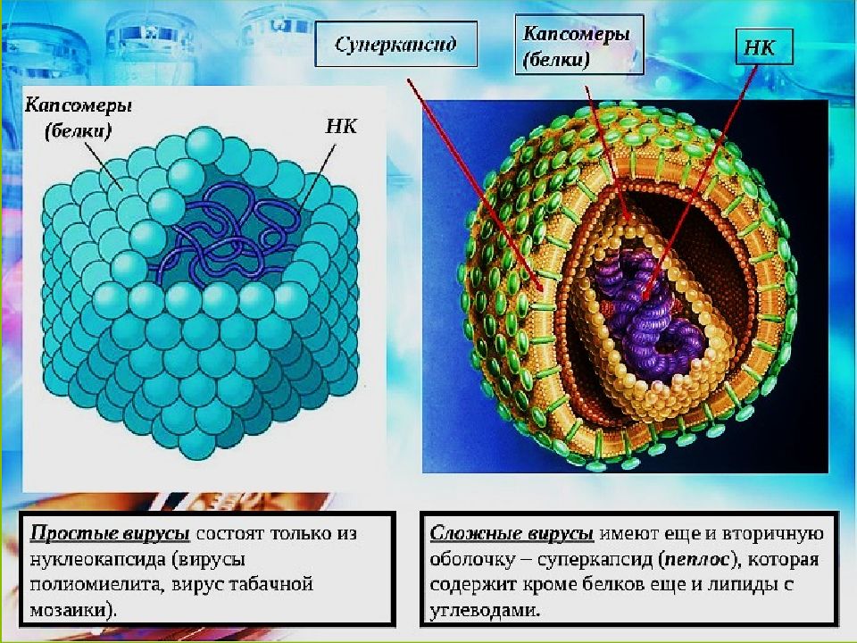 Схема строения простого вируса