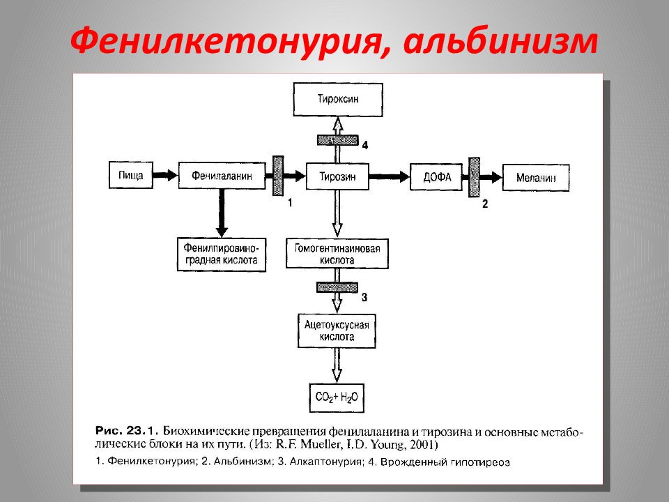 Фенилкетонурия генотип. Схема наследования фенилкетонурии. Механизм развития фенилкетонурии схема. Патогенез фенилкетонурии. Механизм развития фенилкетонурии и альбинизма.