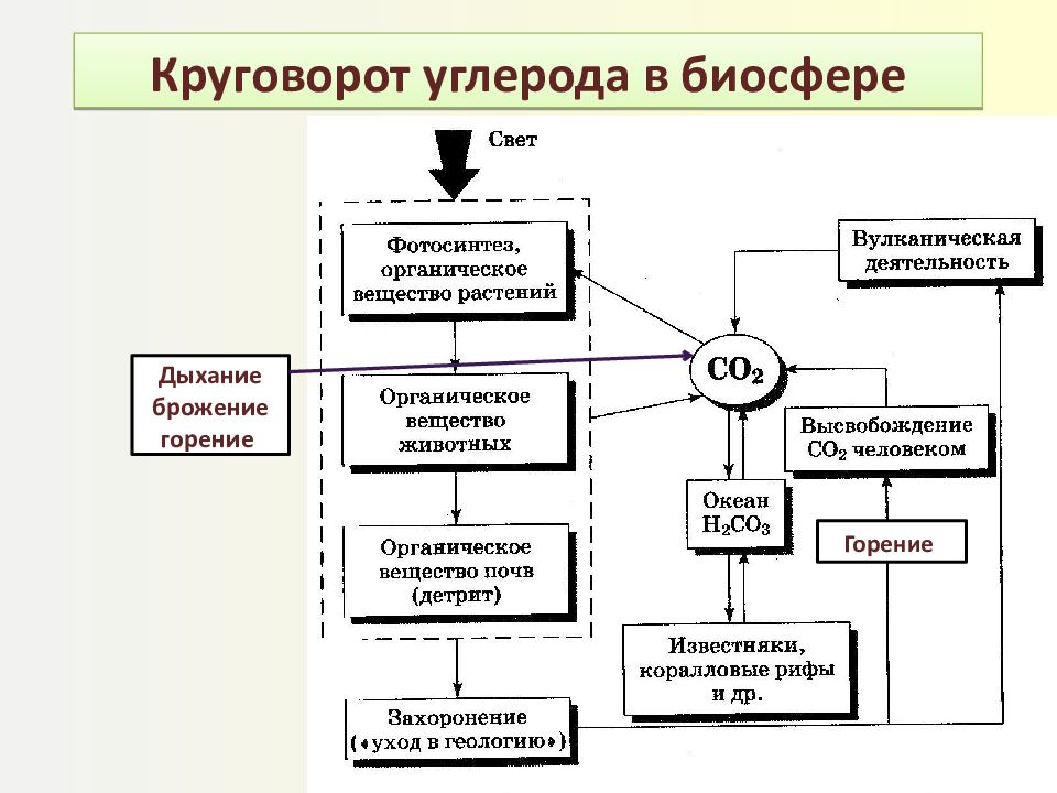 Схему круговорота воды и круговорота углерода