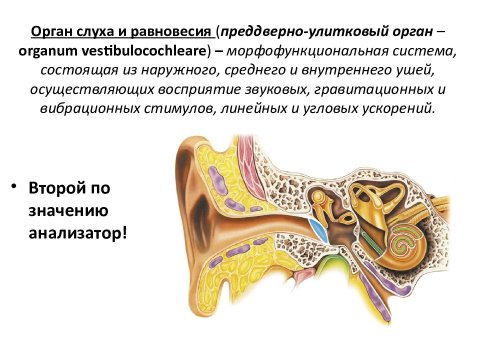 Орган слуха и равновесия. Преддверно улитковый орган. Орган слуха и равновесия функции. Преддверно улитковый орган для срисовки.