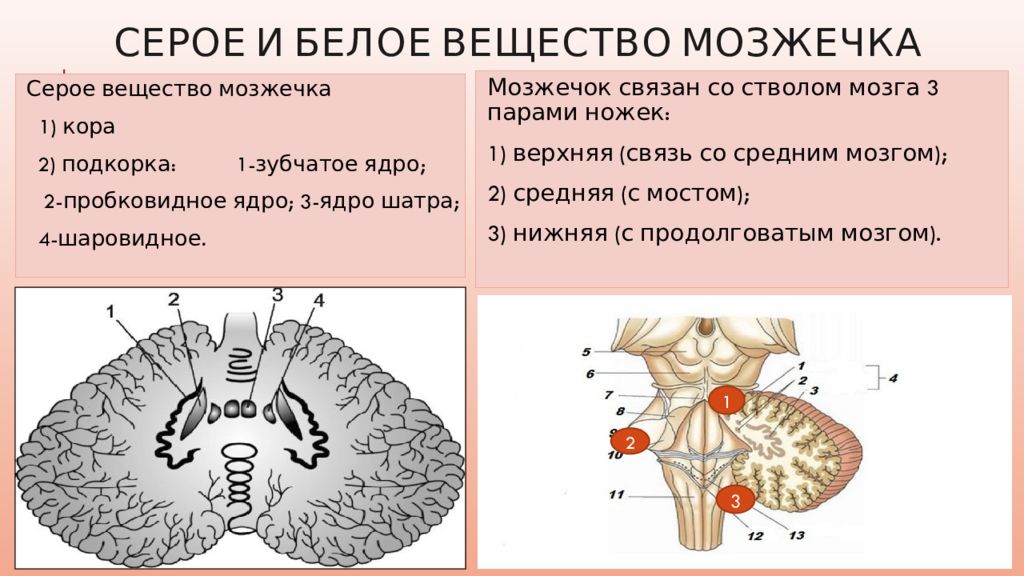 Общая схема локализации белого и серого вещества головного мозга