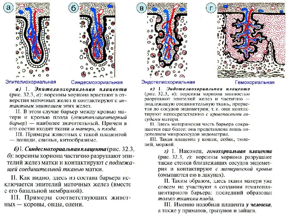 Гемохориальный тип плаценты. Эпителиохориальный тип плаценты. Плацента тип строения гистология. Классификация плацент гистология. Эпителиохориальный тип плаценты.