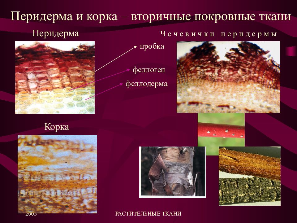 Вторичные ткани. Перидерма и корка. Пробка феллоген феллодерма. Пробка и корка у растений. Вторичная покровная ткань корка.