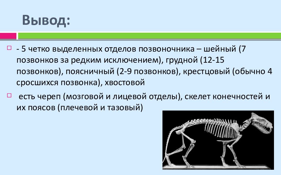Позвоночник млекопитающих состоит из отделов ответ. Скелет млекопитающих. Эволюция скелета животных. Скелет позвоночного животного. Отделы скелета позвоночных животных.