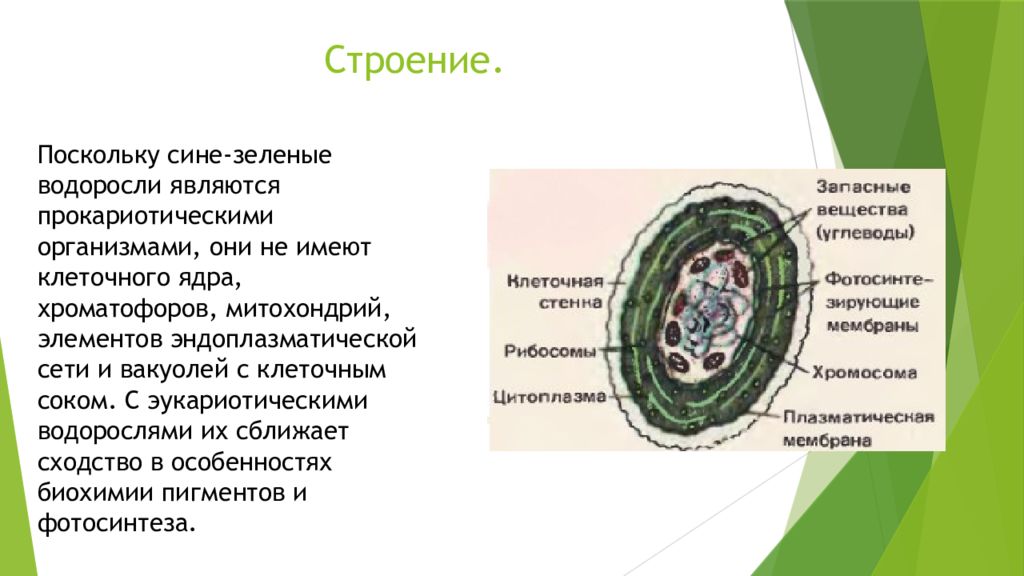 Клетки водорослей и цианобактерий. Строение клетки синезеленых водорослей. Цианобактерии строение клетки. Строение клеток зеленых водорослей. Синезеленые водоросли строение.