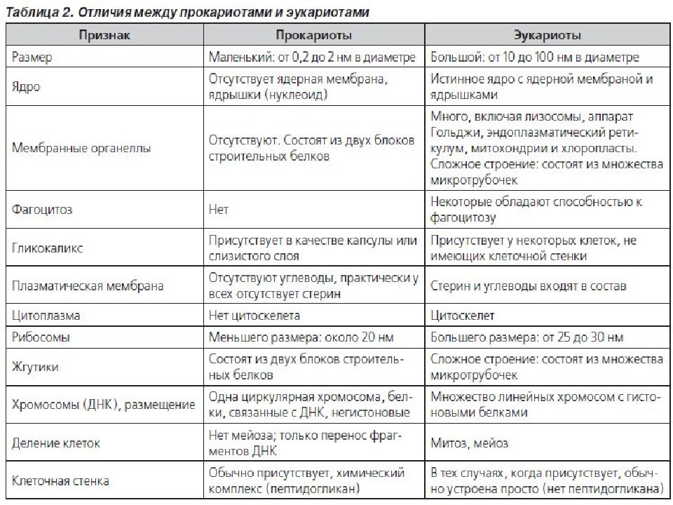 Эукариоты отличия. Отличия клетки прокариот от клетки эукариот таблица. Основные отличия клеток прокариот и эукариот. Отличия эукариот от прокариот таблица микробиология. Различия прокариот и эукариот таблица.