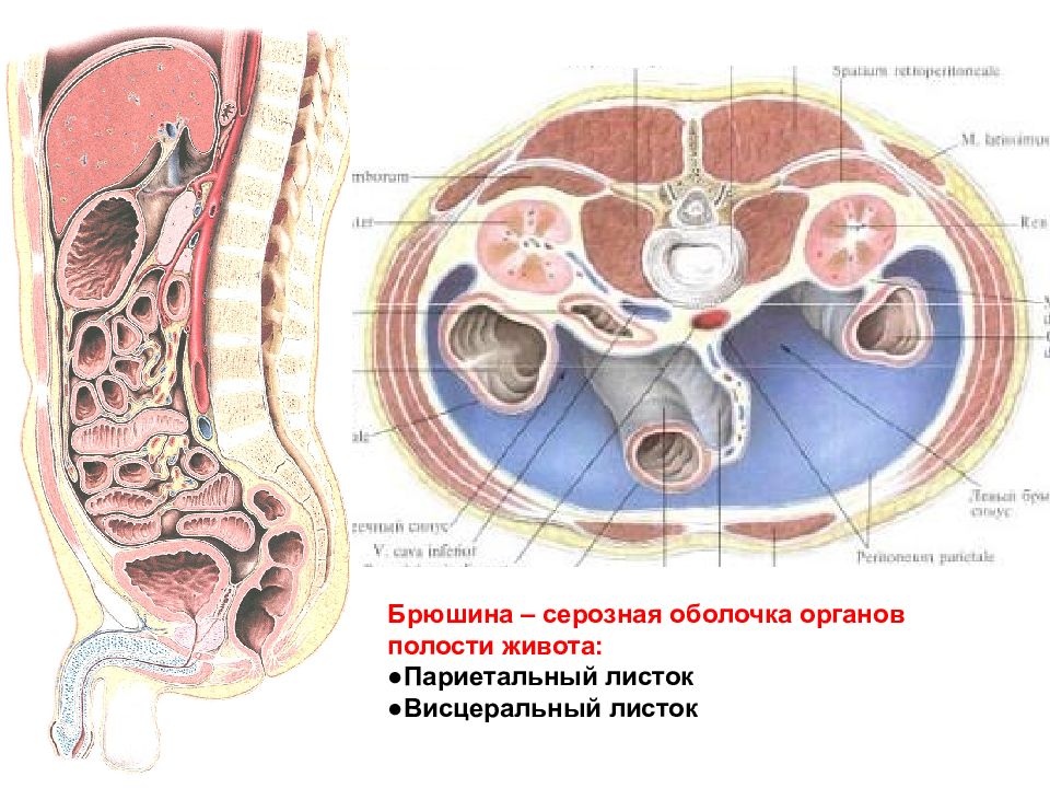 Брюшина это. Париетальная и висцеральная брюшина. Париетальная брюшина анатомия. Серозная оболочка брюшины.