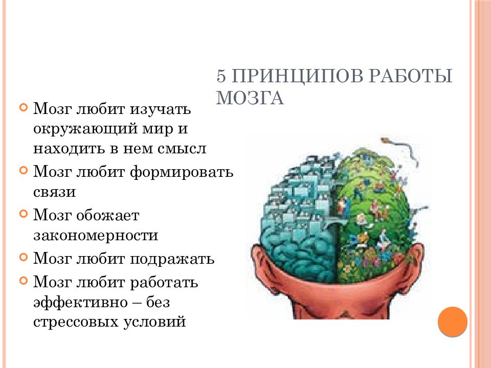 Для чего нужны мозги. Функционирование мозга. Принципы работы мозга. Теории работы мозга. Улучшение работы мозга.