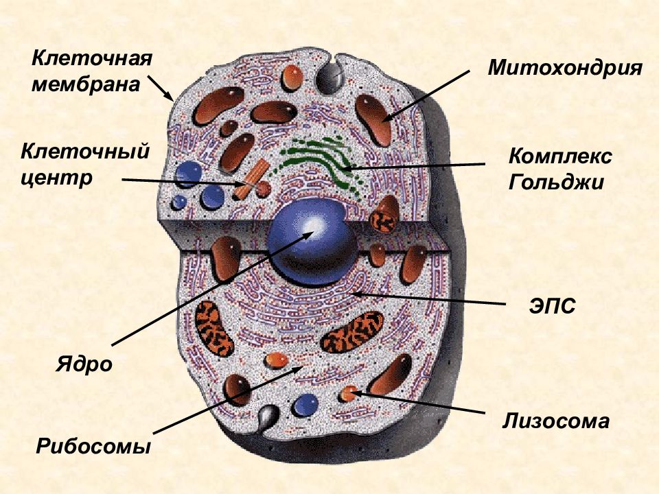 Эндоплазматическая сеть рибосомы