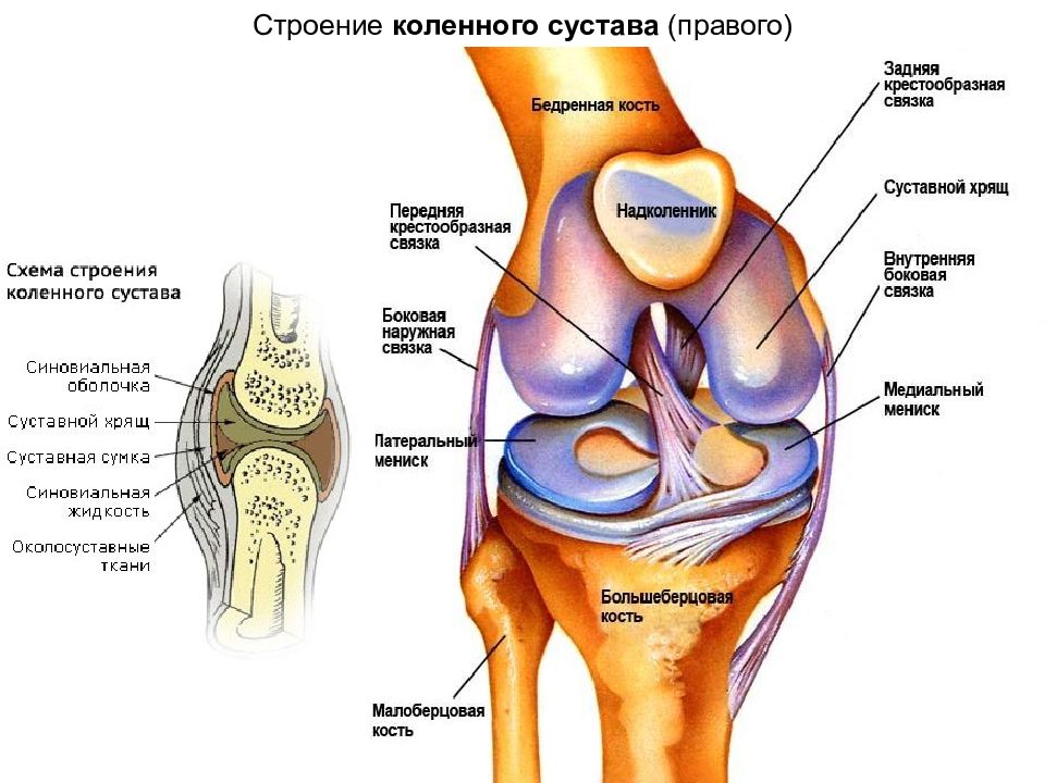 Рисунок строения коленного сустава