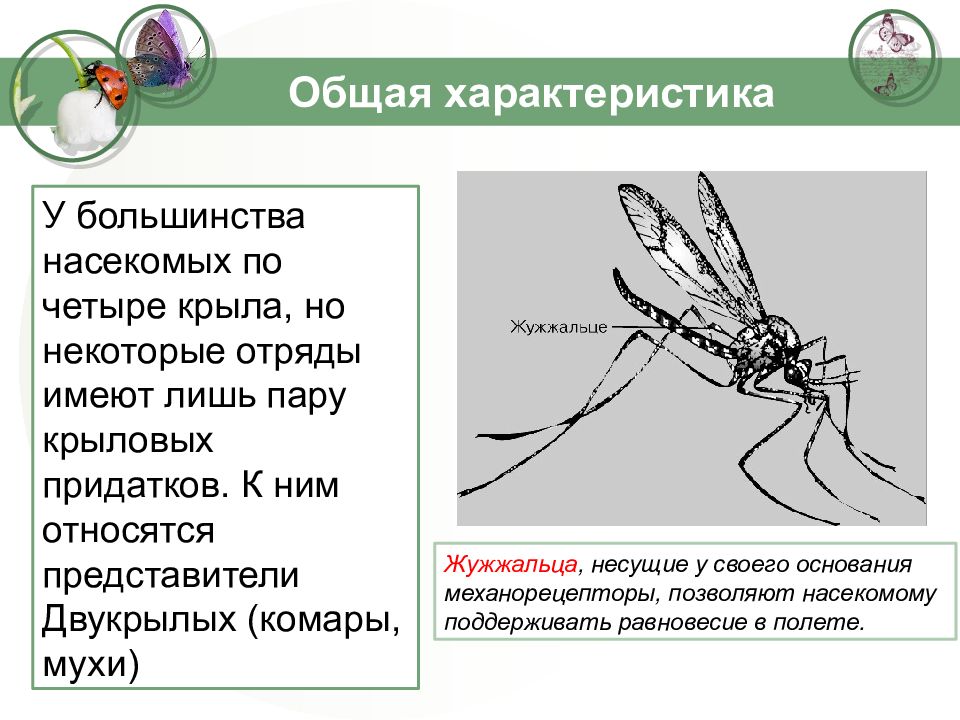 Класс насекомые общая. Жужжальца у двукрылых. Класс насекомые общая характеристика представители. Жужжальца у насекомых. 1. Общая характеристика класса насекомые..